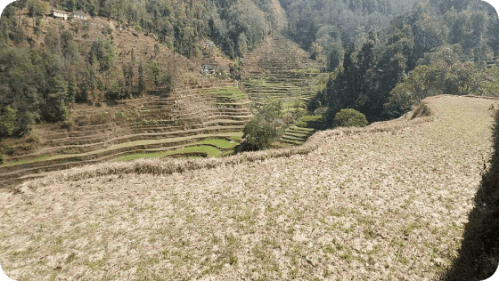 NEP-Lunkhu Deurali Agroforestry