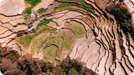 NEP-Lunkhu Deurali Agroforestry